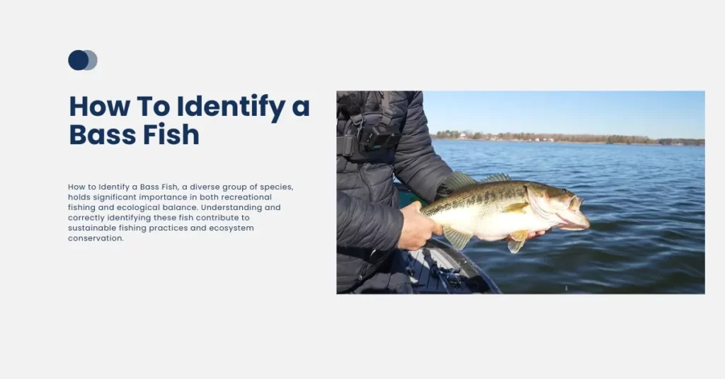 How To Identify a Bass
