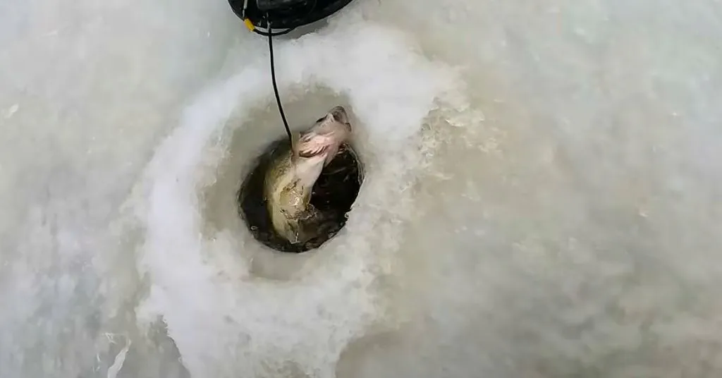 Ice Fishing for Walleye