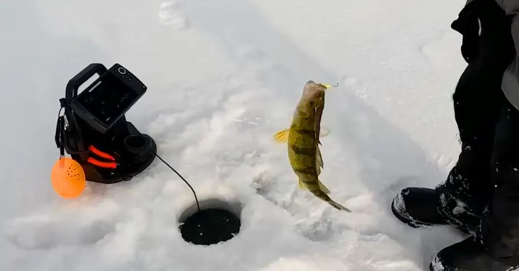 Perch Ice Fishing